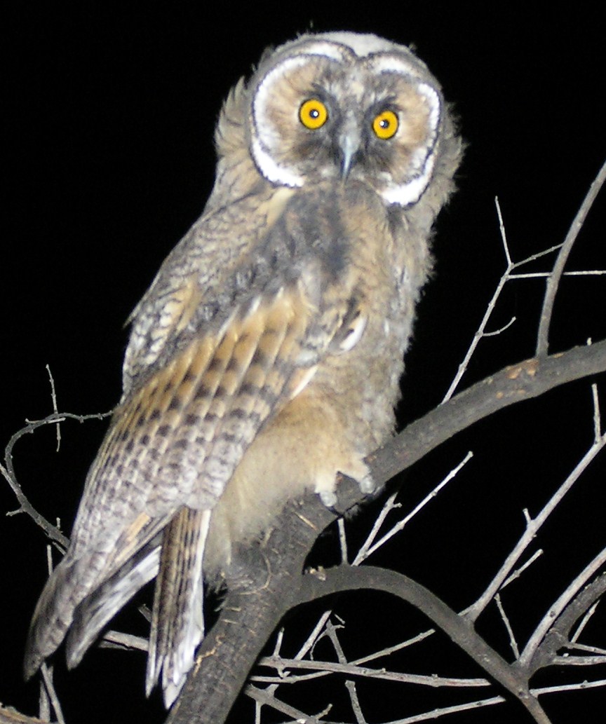 asio otus